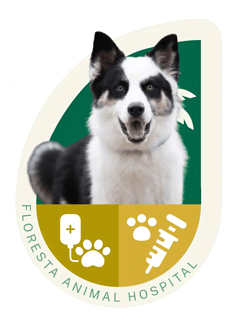 Pet treatment and immunization at Floresta animal hospital