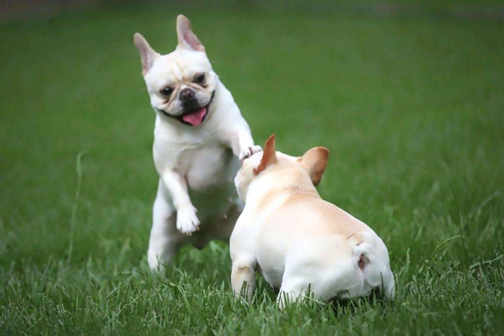 Two playful French Bulldogs running and wrestling together on a lush green lawn.