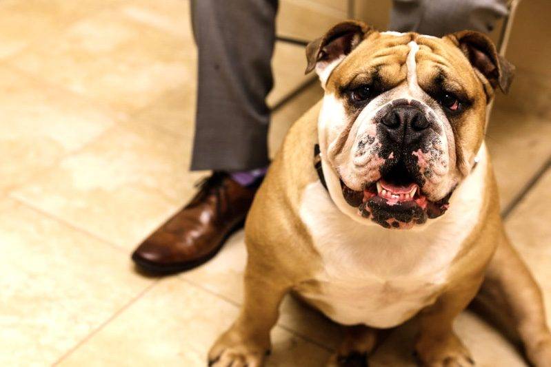 Friendly English Bulldog sitting indoors with a relaxed expression beside its owner’s legs.