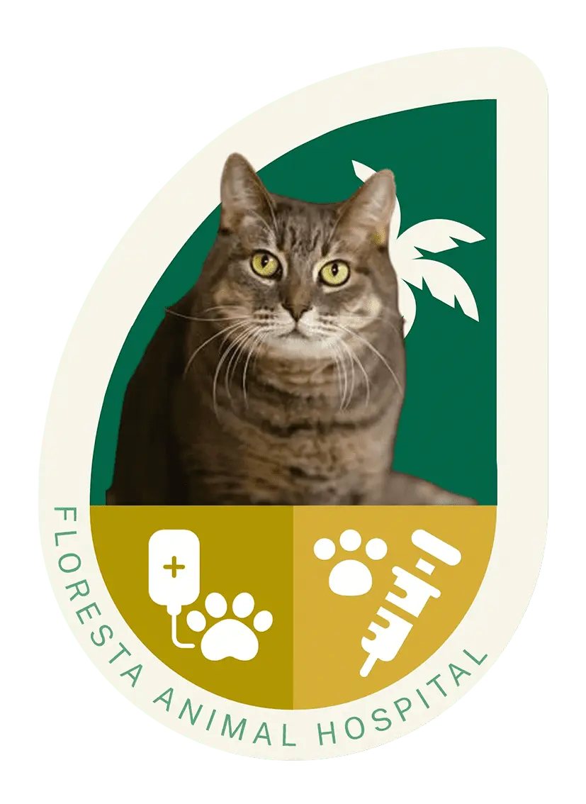 Cat treatment and immunization at Floresta animal hospital