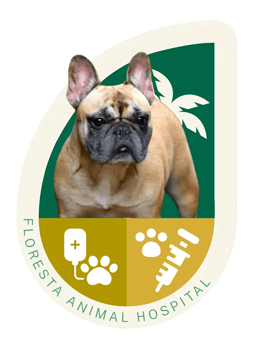 French bulldog Pet treatment and immunization at Floresta animal hospital